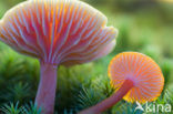 Scharlaken wasplaat (Hygrocybe coccinea) 