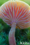 Scharlaken wasplaat (Hygrocybe coccinea) 