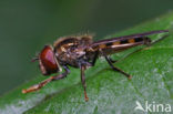 Platycheirus peltatus