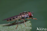 Platycheirus peltatus