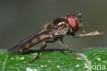 Platycheirus peltatus