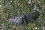 Schermbloemdwergspanner (Eupithecia tripunctaria)