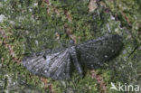 White-spotted Pug (Eupithecia tripunctaria)