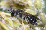 Andrena nitidiuscula