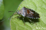Parent Bug (Elasmucha grisea)