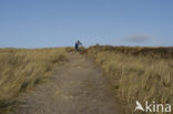 Schoorlse Duinen