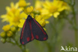 The Cinnabar (Tyria jacobaeae)