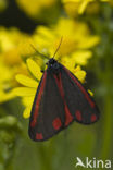 The Cinnabar (Tyria jacobaeae)