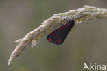 The Cinnabar (Tyria jacobaeae)