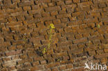 Sint-Janskruid (Hypericum perforatum)
