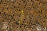 Perforate St John’s-wort (Hypericum perforatum)