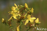 Perforate St John’s-wort (Hypericum perforatum)