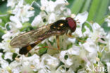Chequered hoverfly (Melanostoma scalare)