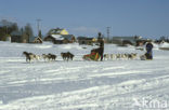 Sledehond (Canis domesticus)