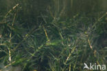 Nuttall’s Waterweed (Elodea nuttallii)