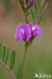 Smalle wikke (Vicia sativa)