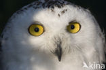 Snowy Owl (Bubo scandiacus)