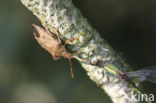 dock leaf bug (Arma custos)