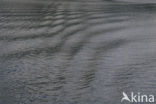 Sognefjord