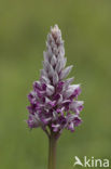 Military Orchid (Orchis militaris)