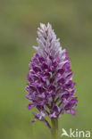 Military Orchid (Orchis militaris)