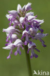 Military Orchid (Orchis militaris)