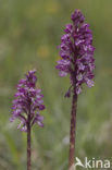 Military Orchid (Orchis militaris)