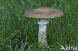 honey mushroom (Armillaria ostoyae)