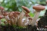 Sombere honingzwam (Armillaria ostoyae)