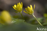 Speenkruid (Ranunculus ficaria)