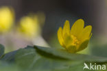 Speenkruid (Ranunculus ficaria)