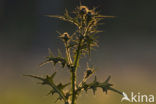Speerdistel (Cirsium vulgare)