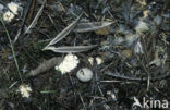 Sparrow Hawk (Accipiter nisus)