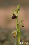 Spinnenorchis (Ophrys sphegodes)