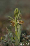 Spinnenorchis (Ophrys sphegodes)