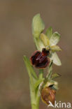 Spinnenorchis (Ophrys sphegodes)