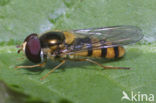 Melangyna cincta