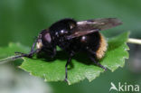 Volucella bombylans var. bombylans