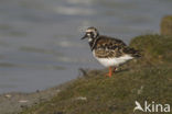 Ruddy Turnstone (Arenaria interpres)