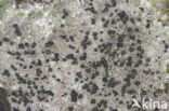 Disk lichen (Lecidella stigmatea)