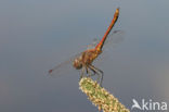 Steenrode heidelibel (Sympetrum vulgatum)