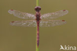 Steenrode heidelibel (Sympetrum vulgatum)