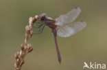 Steenrode heidelibel (Sympetrum vulgatum)