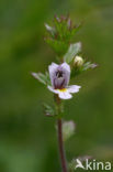 Stijve ogentroost (Euphrasia stricta) 