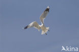 Stormmeeuw (Larus canus)