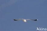 Stormmeeuw (Larus canus)