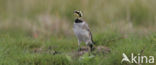 Strandleeuwerik (Eremophila alpestris )