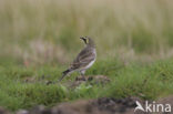 Strandleeuwerik (Eremophila alpestris )