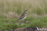 Strandleeuwerik (Eremophila alpestris )