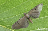 Ling Pug (Eupithecia goossensiata)